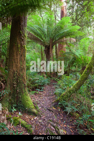 Via a piedi attraverso la foresta pluviale temperata, grande Otway National Park, Victoria, Australia Foto Stock