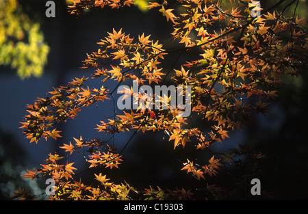 Giappone, foglie di acero in autunno Foto Stock