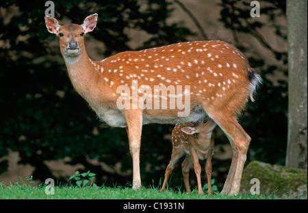 Sika cervo (Cervus nippon) con capretta Foto Stock