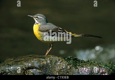 Wagtail grigio (Motacilla cinerea), maschio Foto Stock