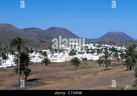 Palm tree oasis Haria, Lanzarote, Isole Canarie, Spagna, Europa Foto Stock