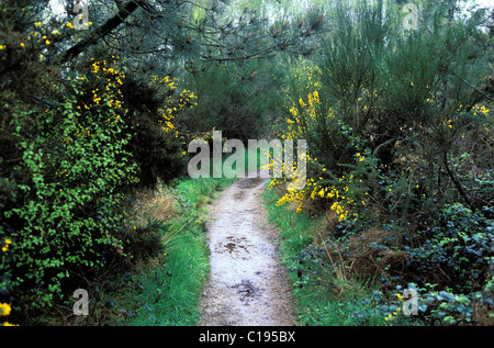 Francia, Ille et Vilaine, foresta Broceliande Foto Stock