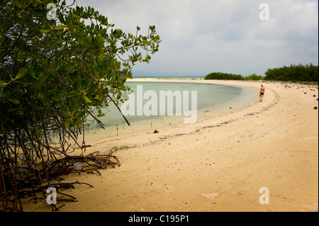 Isola Menjangan è una destinazione di immersione situato nell'angolo nord-ovest di Bali, Indonesia con belle spiagge di sabbia bianca. Foto Stock