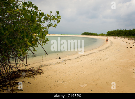 Isola Menjangan è una destinazione di immersione situato nell'angolo nord-ovest di Bali, Indonesia con belle spiagge di sabbia bianca. Foto Stock