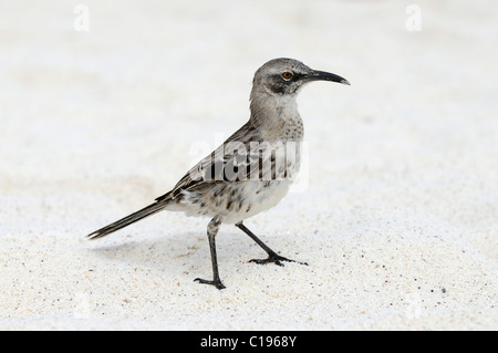 Il cofano Mockingbird (Nesomimus macdonaldi), all'Isola Espanola, Galapagos, Ecuador, Sud America Foto Stock