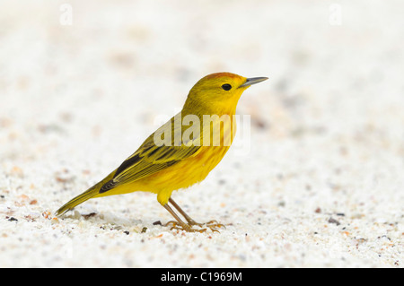 Trillo giallo (Dendroica petechia), all'Isola Espanola, Galapagos, Ecuador, Sud America Foto Stock