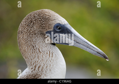 Ritratto del Blu-footed Booby (Sula nebouxii), all'Isola Espanola, Galapagos, Ecuador, Sud America Foto Stock