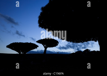 Sangue di Drago di alberi a Dixam e Socotra Foto Stock