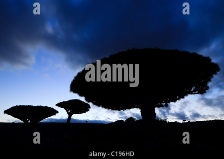 Sangue di Drago di alberi a Dixam e Socotra Foto Stock