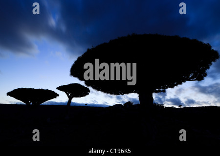 Sangue di Drago di alberi a Dixam e Socotra Foto Stock