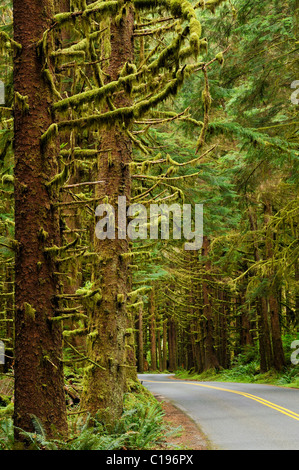 Strada e alberi con il lichen, Hoh Rainforest, il Parco Nazionale di Olympic, Washington, USA, America del Nord Foto Stock