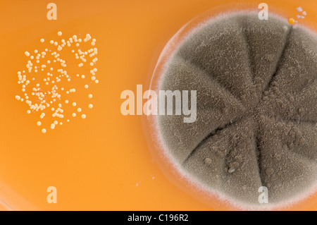 Macro di un grande fungine e molte piccole colonie batteriche coltivate da mani sporche su agar malto. Foto Stock