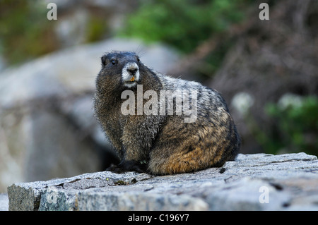 Marmotta di ventre giallo (Marmota flaviventris) su una roccia, il Parco Nazionale del Monte Rainier, Washington, USA, America del Nord Foto Stock