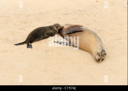 Le Galapagos Sea Lion (Zalophus wollebaeki) cub lattante sua madre, all'Isola Espanola, Galapagos, Ecuador, Sud America Foto Stock