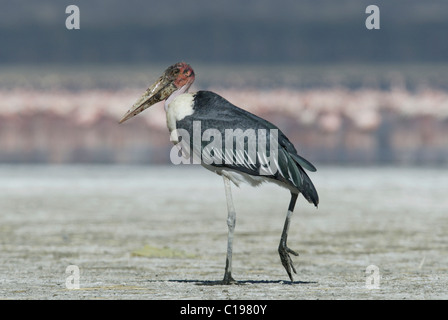 Marabou Stork (Leptoptilos crumeniferus), Adulto, Lake Nakuru, Kenya, Africa Foto Stock