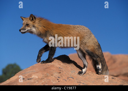 Red Fox (Vulpes vulpes fulva), maschio adulto in piedi su un audace, Utah, Stati Uniti d'America Foto Stock