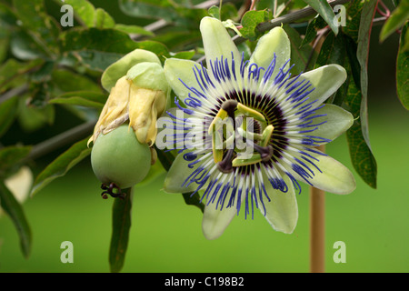 Frutta e fiori su un frutto della passione di vite (Passiflora edulis forma edulis) Foto Stock