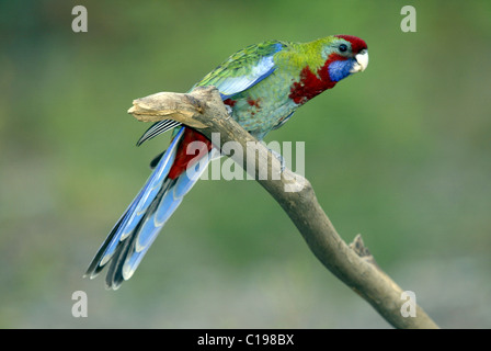I capretti Crimson Rosella (Platycercus elegans), colorazione incompleta, Australia Foto Stock