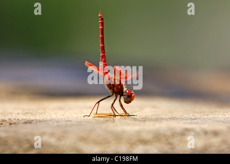 Red Basker Dragonfly (Urothemis assignata), Imago, Madikwe National Park, Sud Africa Foto Stock