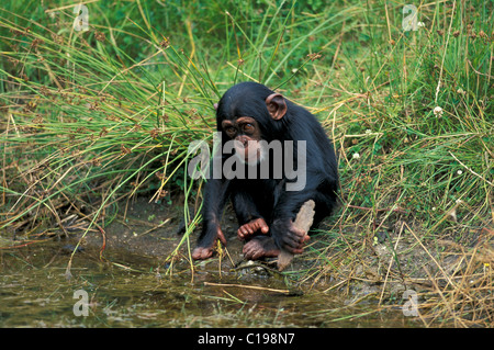 Africa centrale di uno scimpanzé (Pan t. troglodytes), i bambini a giocare con un utensile, nativo per l'Africa Foto Stock