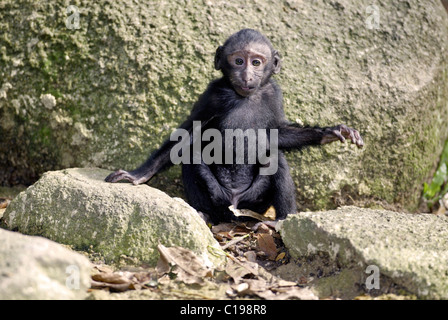 Celebes crestata o macaco crestato macaco nero (Macaca nigra), infantile, nativo di Borneo, Celebes Foto Stock