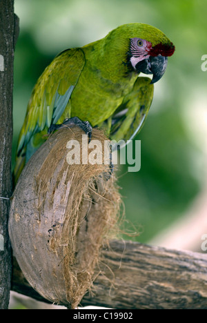 Macaw militare (Ara militaris), Adulto, trovati in Sud America Foto Stock