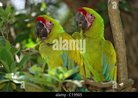 Macaw militare (Ara militaris), Adulto coppia appollaiato su un albero, Roatan, Honduras, America Centrale Foto Stock