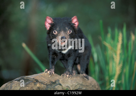 Diavolo della Tasmania (Sarcophilus harrisii), Adulto, Australia Foto Stock