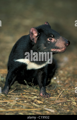 Diavolo della Tasmania (Sarcophilus harrisii), Adulto, ritratto, Australia Foto Stock