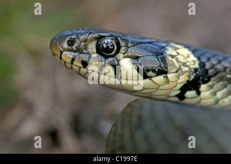 Biscia, inanellati Snake o acqua Snake (Natrix natrix) Foto Stock