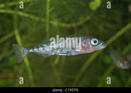 Tre-spined Stickleback (Gasterosteus aculeatus) Foto Stock