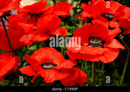 Fiore rosso della Oriental Papavero (Papaver orientale), Hersbruck, Media Franconia, Baviera, Germania, Europa Foto Stock