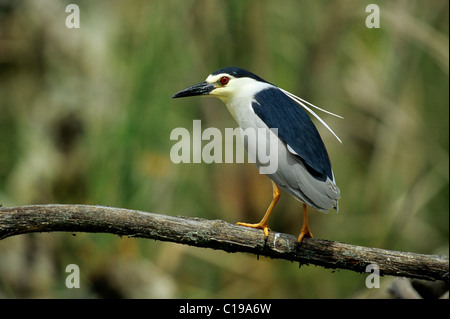 Nitticora (Nycticorax nycticorax) seduto su un ramo, Retszilas, Ungheria, Europa Foto Stock