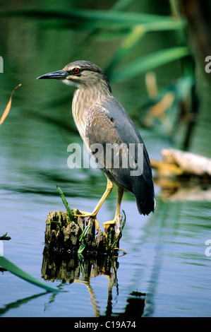 Nitticora (Nycticorax nycticorax) neonata seduto su un ramo vicino all'acqua, Retszilas-stagni Riserva Naturale Foto Stock