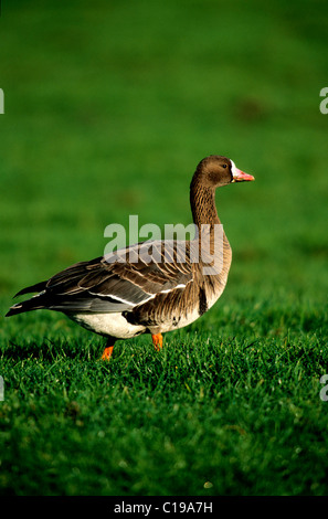 Maggiore bianco-fronteggiata Goose (Anser albifrons) nella sua terra di svernamento, Workkum, Frisia, Holland, Paesi Bassi, Europa Foto Stock