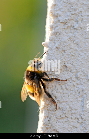 Buff-tailed Bumblebee (Bombus terrestris), chafing at a white wall Foto Stock