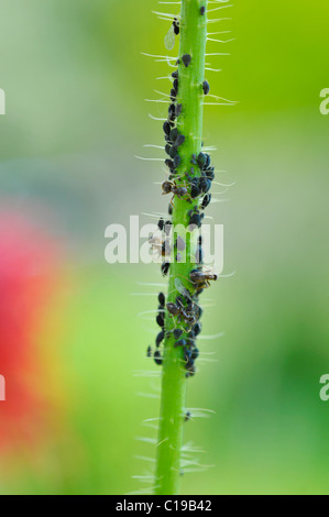 Formiche (Formicidae) e afidi o pidocchi vegetali (Aphidoidea) su un gambo di papavero Foto Stock