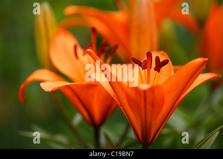 Giglio rosso (Lilium bulbiferum), pianta di giardino, Baviera, Germania, Europa Foto Stock