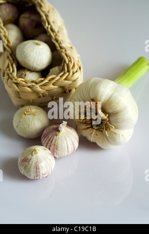 Aglio, tuberi freschi, essiccati Foto Stock