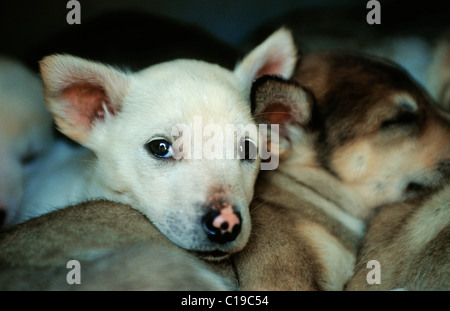 Sled Dog cucciolo, giovani slitte trainate da cani huddling insieme Foto Stock