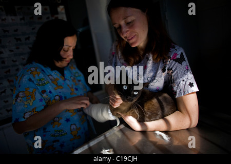 I veterinari bendaggio un gatto è la gamba a un pet Hospital di Condesa, Città del Messico, Messico, 5 febbraio 2011. Foto Stock