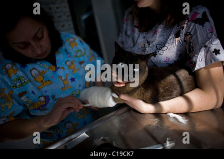 I veterinari bendaggio un gatto è la gamba a un pet Hospital di Condesa, Città del Messico, Messico, 5 febbraio 2011. Foto Stock