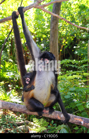 Ateles geoffroyi vellerosus Spider Monkey America centrale la madre e il bambino Foto Stock