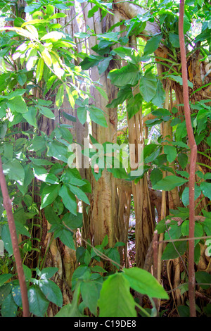 Giungla foresta pluviale in america centrale natura selvaggia liane Foto Stock