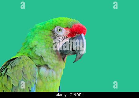 Ara Militaris militare Macaw pappagallo verde america del sud e centrale Foto Stock