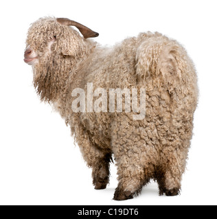 Capre Angora davanti a uno sfondo bianco Foto Stock