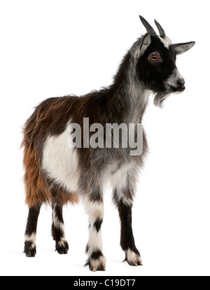 Capra comune da ovest della Francia, Capra aegagrus hircus, 6 mesi di età, di fronte a uno sfondo bianco Foto Stock