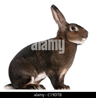 Castor Rex rabbit davanti a uno sfondo bianco Foto Stock