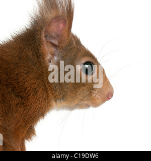 Close-up di Eurasian scoiattolo rosso Sciurus vulgaris, 4 anni, di fronte a uno sfondo bianco Foto Stock