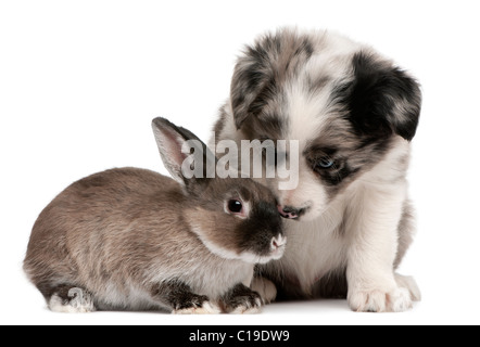 Blue Merle Border Collie cucciolo, 6 settimane di età e un coniglio di fronte a uno sfondo bianco Foto Stock
